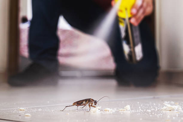 Best Termite Control Services  in Glade Spring, VA